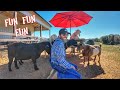 Farm day adventure with my farm animals fun educational for kids and adults