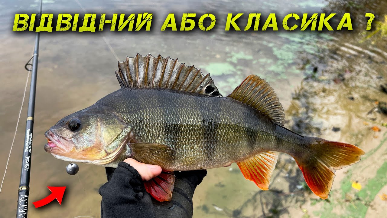 ✅ВІДВІДНИЙ чи КЛАСИКА? Ось Що Клює ЗАРАЗ!✅