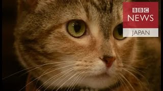 猫のための音楽　「聴衆」の反応は？