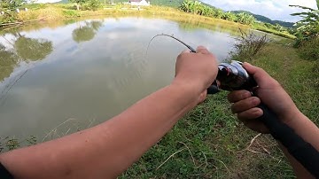 Câu cá lóc Khủng bằng nhái thật !