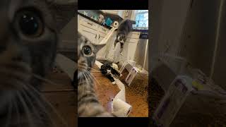 cat chaos 🤭 #funnycat #catvideos #petfails