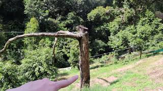 How to Support Durian Tree with Rope (Avoid Falling Durian Trees During Peak Fruiting Season)
