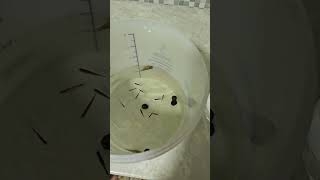 КРЕВЕТОЧНИК \НОВЫЙ УРОВЕНЬ