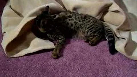 Watch the video about Luna F2 savannah playing