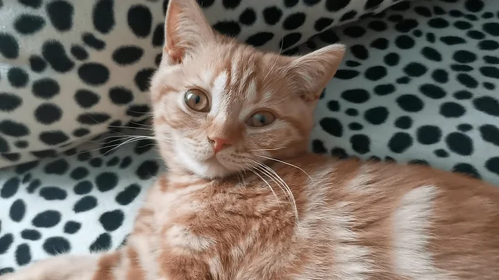 Video 10572941: british kitten, sleeping british