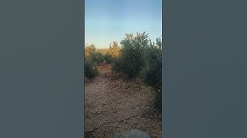 قران الكريم 😍 الشيخ ياسر الدوسري