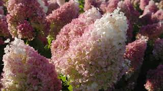Hydrangea paniculata Living Strawberry Blossom