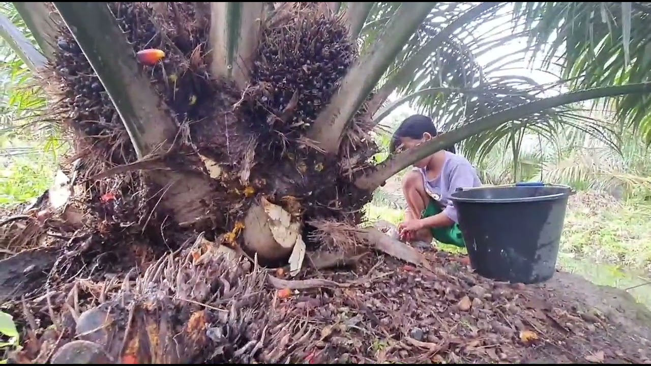 Mambuat unggun kebun kecil mulai menghasilkan
