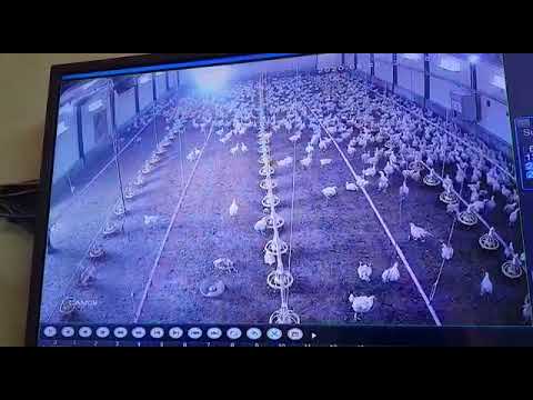 וִידֵאוֹ: איך מגדלים תרנגולות בדאצ'ה של שכבות ודגורים, בשעה PM בקיץ (איפה להתחיל, גזעים, יתרונות וחסרונות וכו ')