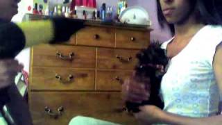 Capture_20081121.wmv