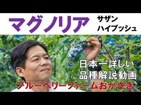 マグノリア 品種解説動画 Youtube マグノリア 品種解説動画 Youtube