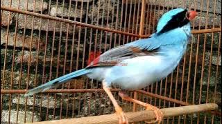 EKEK KELING GACOR SUARA KASAR PAS SEKALI BUAT MASTERAN