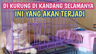 JANGAN KURUNG KUCING DIDALAM KANDANG TERUS MENERUS