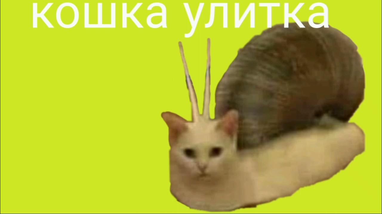 тун тун тун тун тун тун тун тун тун тун тун. тун тун тун дун дунь дун тууунь. боевой клич фото. тун турурун тун турурун. фонк тун тун тун.