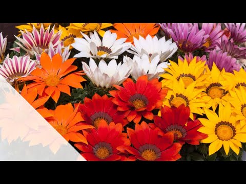 0035    الاعتناء بزهور الجازانيا