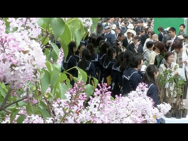 初夏告げる薄紫の花 札幌でライラックまつり開幕 19 05 15 北海道新聞 Youtube
