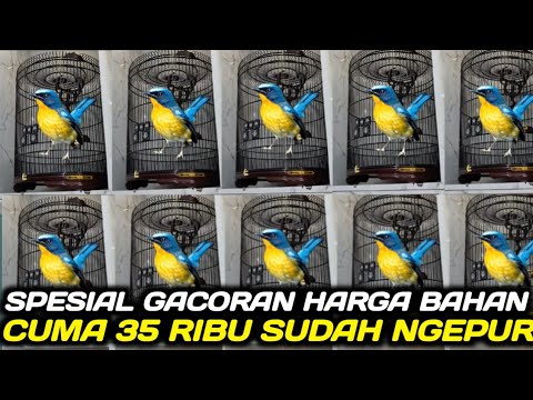 JACKPOT LEBARAN KETEMU TLEDEKAN GUNUNG GACOR SIAP GANTANG HARGA OMBYOKAN DIKIOS PASAR PRAMUKA