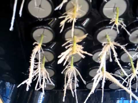 house and garden nutrients house garden nutrients australian grow weeks into flower amazing growth youtube house and garden nutrients house garden nutrients australian grow weeks into flower amazing growth youtube