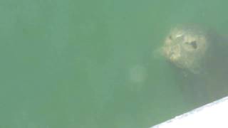 Humboldt Bay Harbor Seal