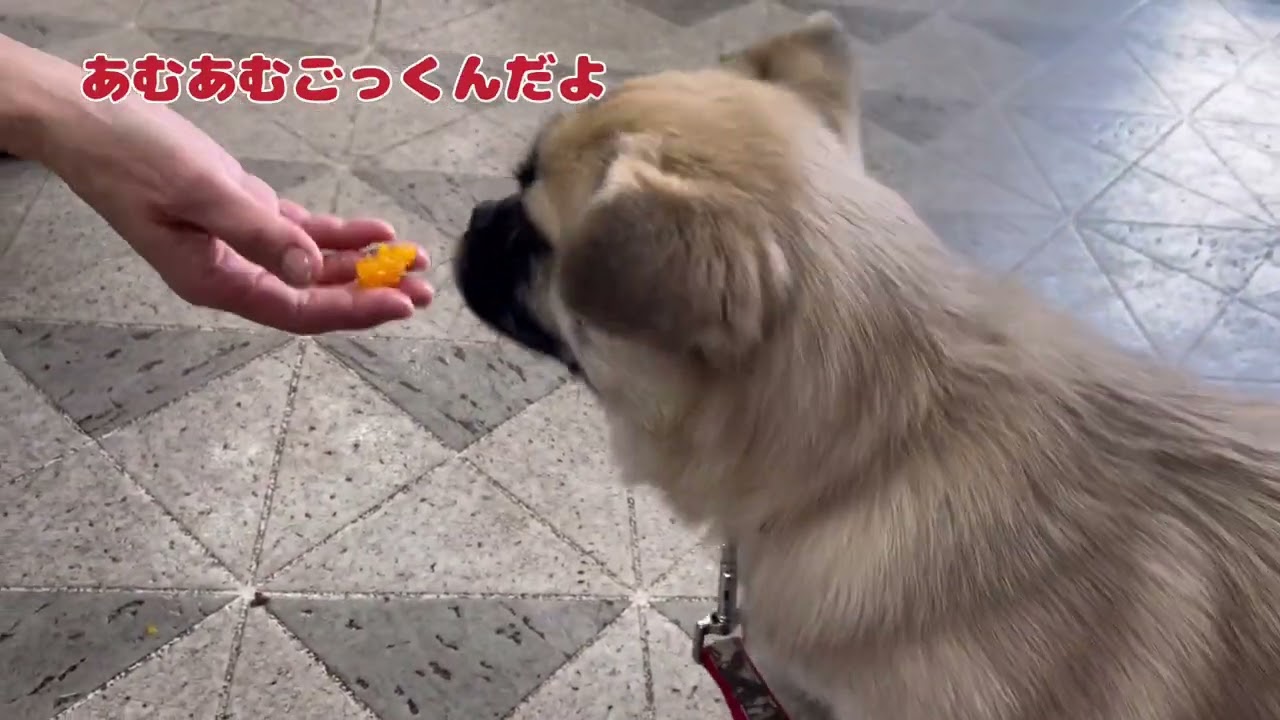 お出かけしたパグペキのハルの一日です。