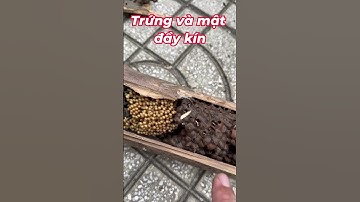 Khám phá tổ ong dú trong ống tre - Trứng và mật ong đầy kín tổ #ongdu