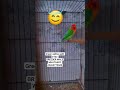 Green opline split b1b2 breeder Male #africanlovebird #birds #lovebirds #lovebirdsfarming