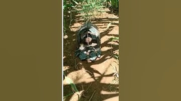 Bẫy Chim Cút Rừng t 284 bằng gương, nhanh dính/đơn giản hiệu quả.#shorts