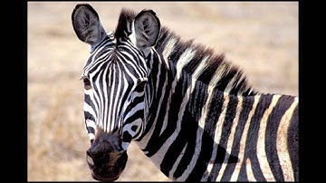 Dream Tending & Global Dream Initiative