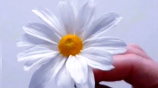 Сахарная ромашка🌼