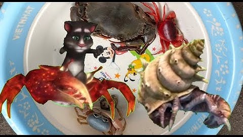 Binbotv bắt được các con vật trên sân nhìn thấy con rắn hổ mang , con cua đỏ, con ốc mượn hồn