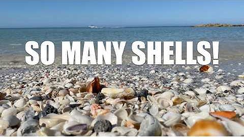Looking for seashells is awesome! Let