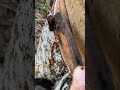 Satisfying Rubber Tapping Process