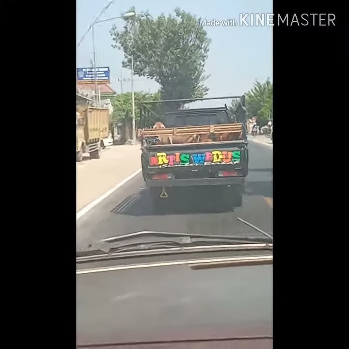 Story wa artis wedus