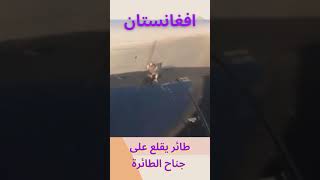 طائر يقلع على جناح الطائرة