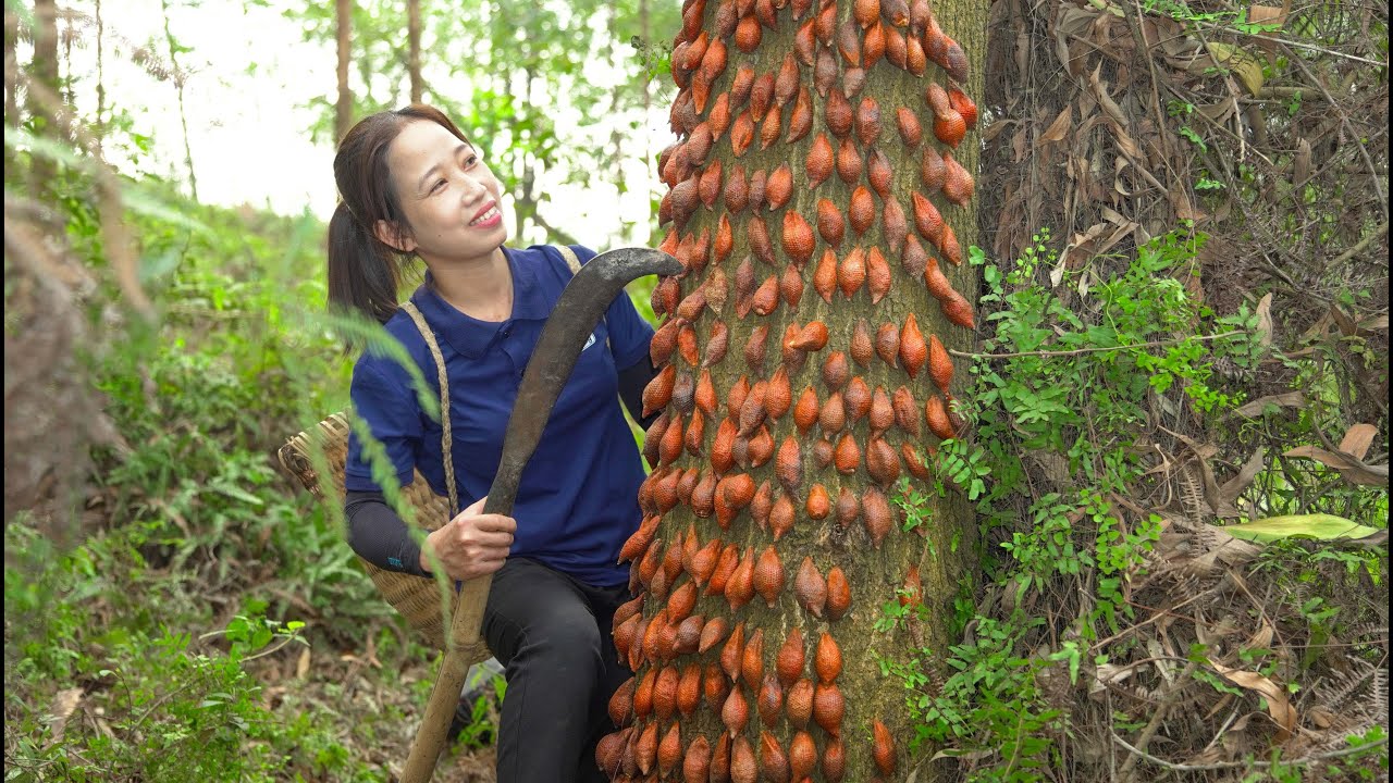 Harvesting Wild Rattan Fruits to sell at the market - Delicious dishes ...