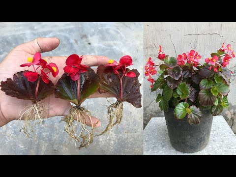Surprised with how to propagate begonias from leaves│Begonia