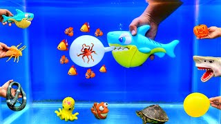 Turtles, Fish Toys, Balloon, Fish Tank, Cute Pets, Animals, Sea Animals, Rabbits, Shark, Big Fishes,