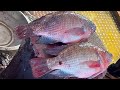 Popular Big Tilapia Fish Cutting Skills Live In Fish Market | Fish Cutting By Expert