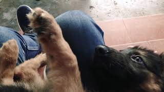 miss you so bad lil’ purple 🐶