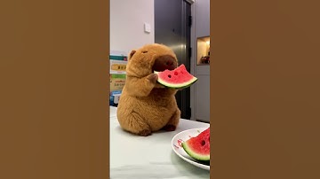 Watermelon Time! #funnyanimals #capybara #cute #funny