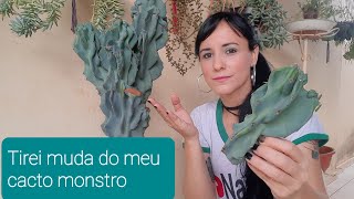 Como fazer muda de Cacto Monstro - thptnganamst.edu.vn