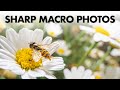 How to take Sharp Macro Photos: 4 Things You Must Know
