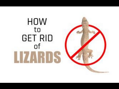 How to Get Rid of Lizards Permanently