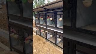 Rutinitas Pagi Hari Di Kandang Ayam kandangayam rawatanayam perawatanayam beternakayam