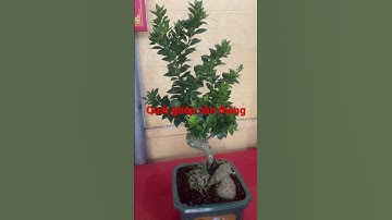 Quất ghép cần thăng #shorts #bonsaivietnam #bonsainghethuat #caycanhvietnam #đt0399903128