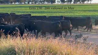 Texas Angus Bull Video of Lots 230 - 260 May 2023
