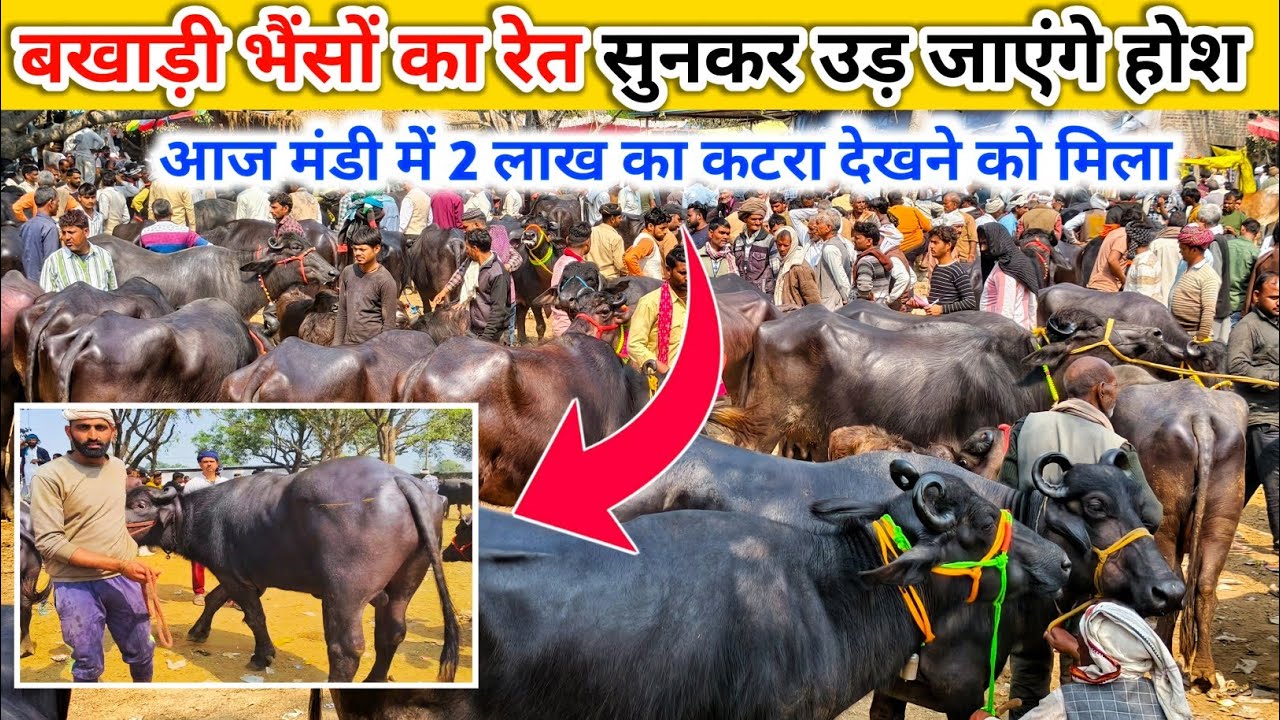 बखाड़ी भैंसों का रेत सुनकर उड़ जाएंगे होश | Buffalo Market | Pashu Mandi 2026