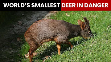 Chile's forest fire puts the world's smallest deer in danger
