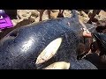 打ち上げられ死亡したシャチの胃の中から出てきたものに現状を考えさせられる！