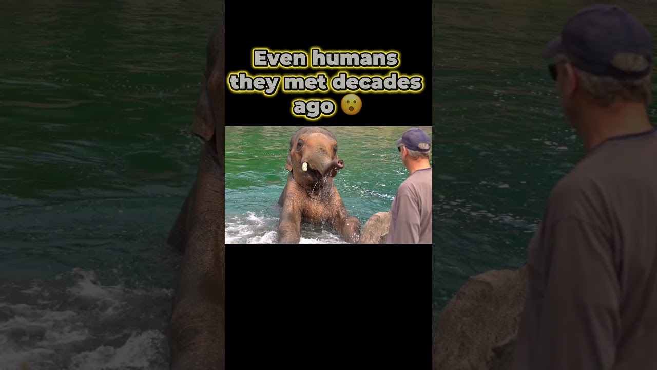 🐘 Elephants Never Forget! 😮🧠 